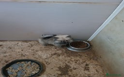 Pomerania perros en venta: PRECIOSA HEMBRITA POMERANIA - Imagen 3