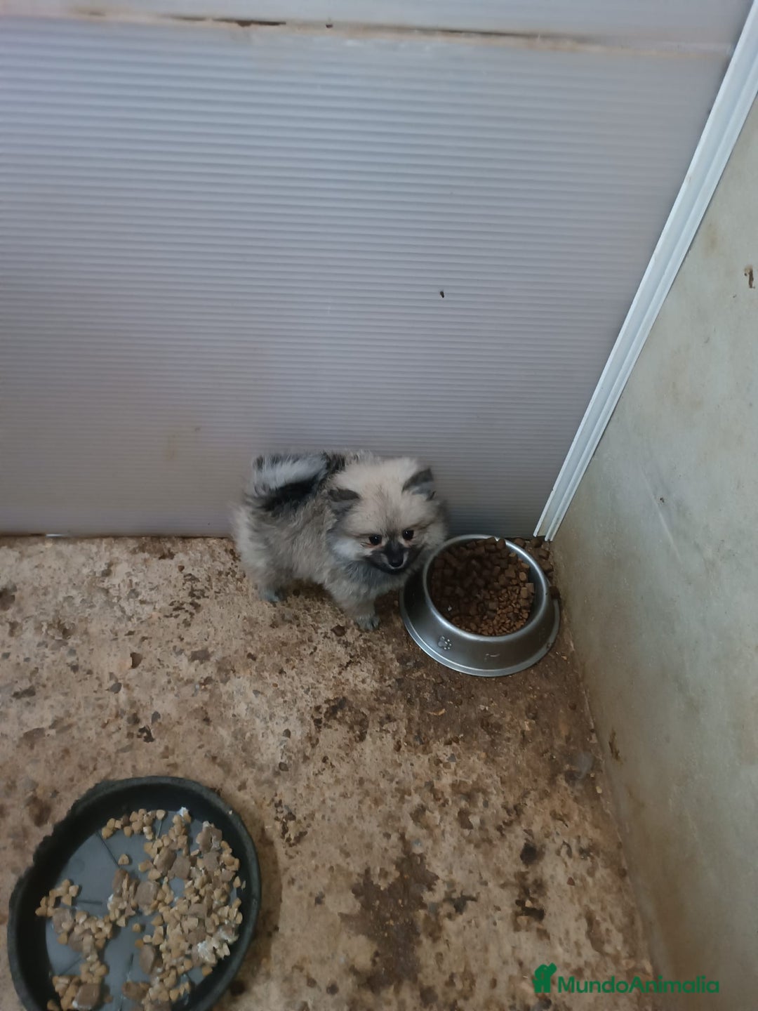 Pomerania perros en venta: PRECIOSA HEMBRITA POMERANIA - Anuncio 4