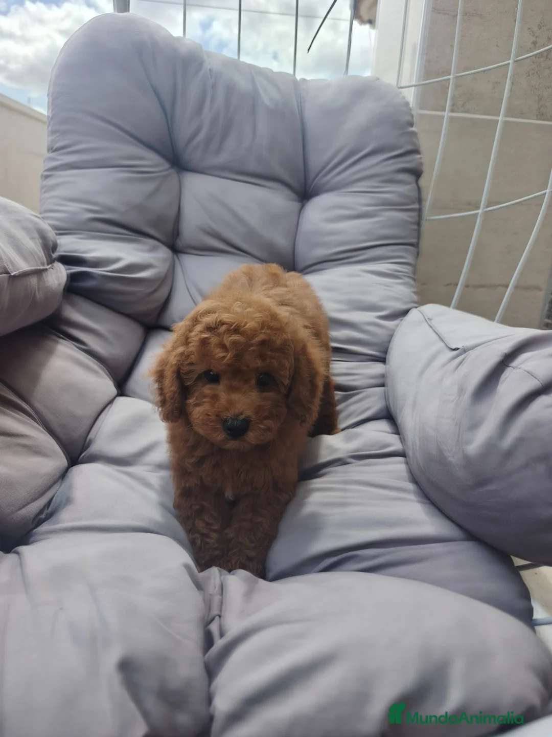 Caniche Toy perros en venta: Caniches Toy rojos disponibles  - Anuncio 10