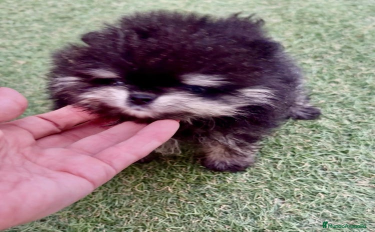 Pomerania perros - Anuncio 1