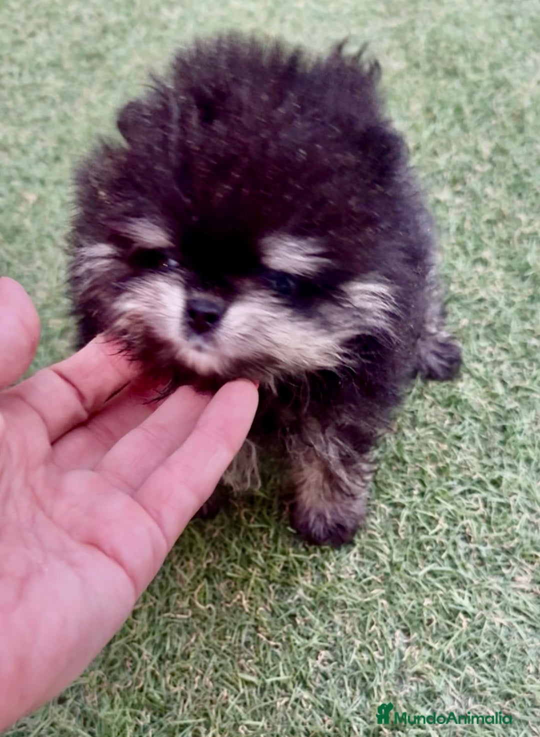 Pomerania perros en venta: Pomeranias calidad - Imagen 1