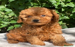 Caniche Toy perros en venta: Caniche toy rojo  - Imagen 2