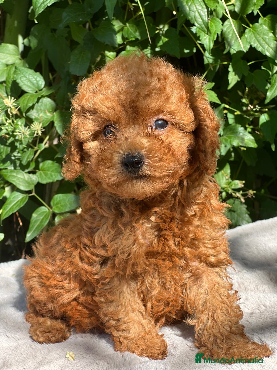 Caniche Toy perros en venta: Caniche toy rojo  - Imagen 2