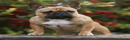 Bulldog Francés perros en venta: Bulldog francés 616121781 - Anuncio 1