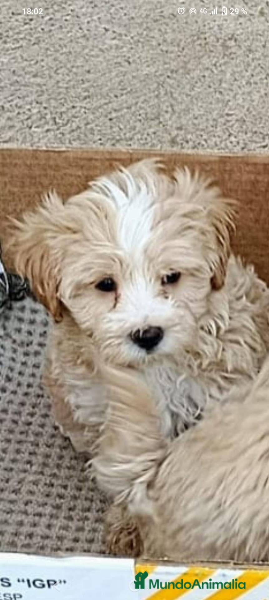 Maltipoo perros MALTIPOOS - Anuncio 9