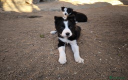 Border Collie perros en venta: Cachorros border collie de 2 meses  - Imagen 8