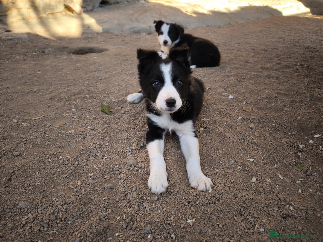 Border Collie perros en venta: Cachorros border collie de 2 meses  - Imagen 8