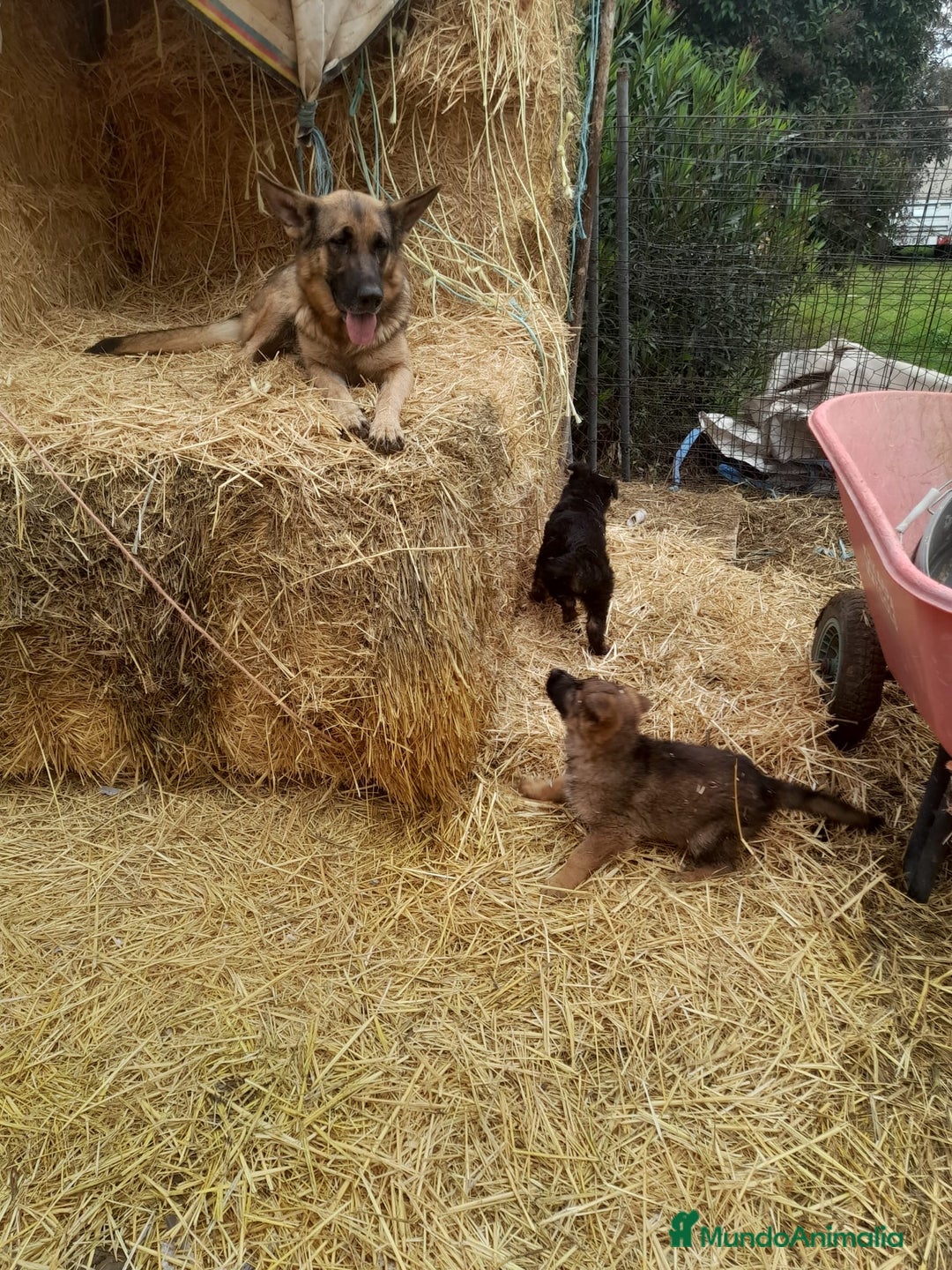 Pastor Alemán perros en venta: Pastores alemanes de trabajo  - Anuncio 3