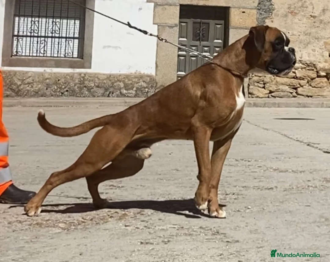 Boxer perros en venta: Boxer De Los Infanzones en Salamanca - Anuncio 4