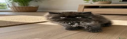 Persa gatos en venta: Gatito criado en casa - Anuncio 1
