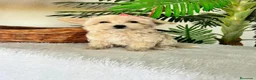 Maltipoo perros en venta: MALTIPOO HEMBRA - Anuncio 4