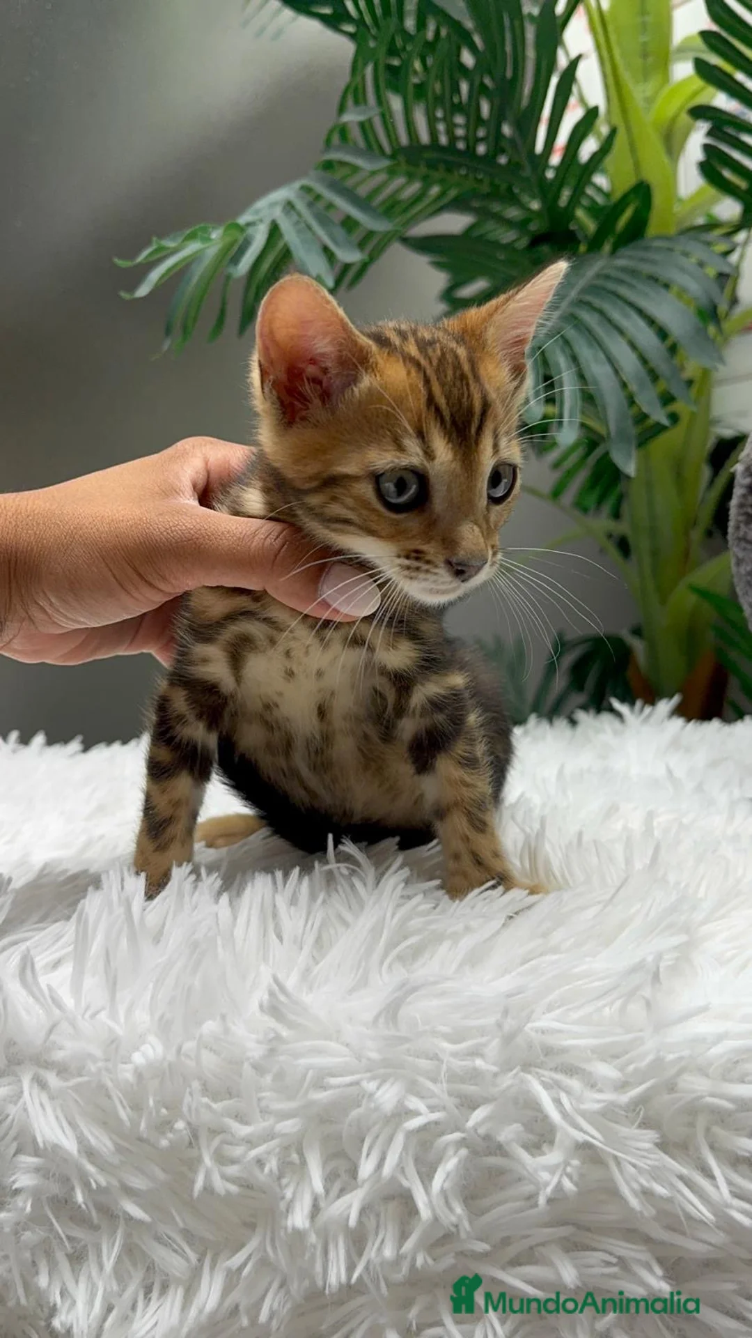 Bengalí gatos en venta: GATITA BENGALI COLOR MARBLE - Anuncio 1