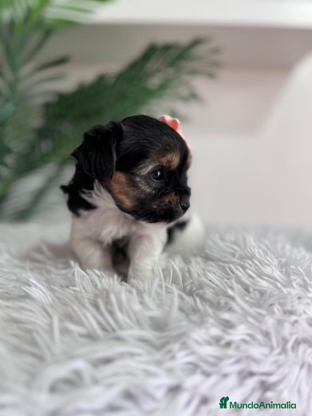 Yorkshire Terrier perros en venta: YORKSHIRE BIEWER HEMBRA - Anuncio 11