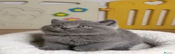 Británico de Pelo Corto Azul gatos en venta: Exclusivos gatitos British Shorthair Blue y Lilac  - Anuncio 4