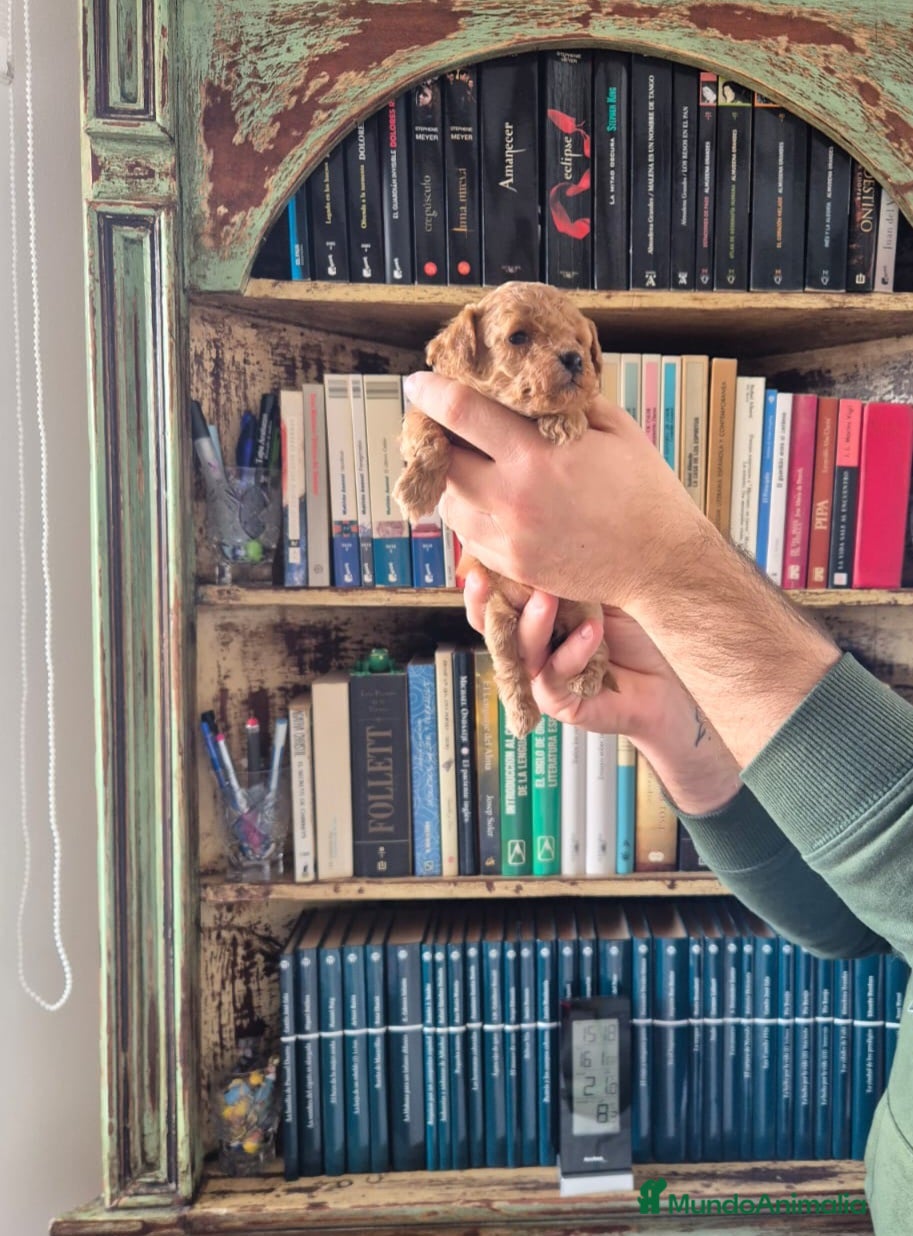 Caniche Toy perros caniche toy - Anuncio 1