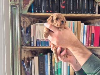 Caniche Toy perros caniche toy - Anuncio 17