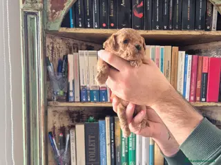 Caniche Toy perros caniche toy - Anuncio 5