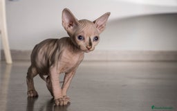 Sphynx gatos en venta: Sprinxt  - Imagen 5