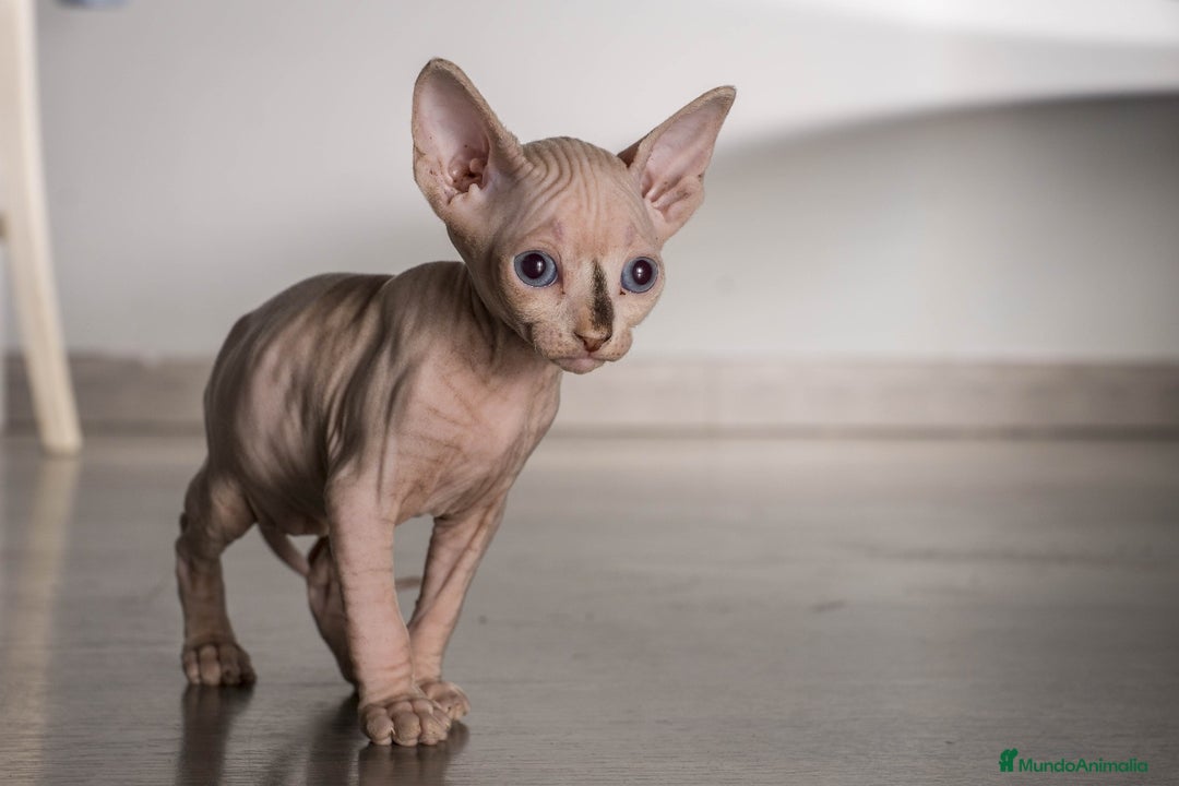 Sphynx gatos en venta: Sprinxt  - Imagen 5
