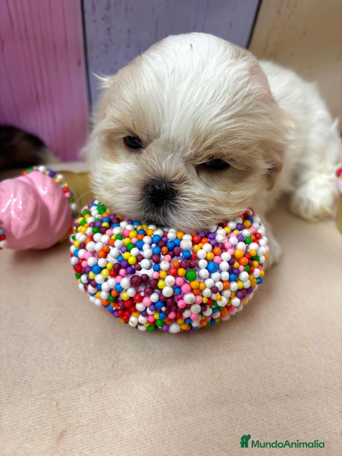 Shih Tzu perros en venta: Shih tzu hembras disponibles  - Anuncio 2