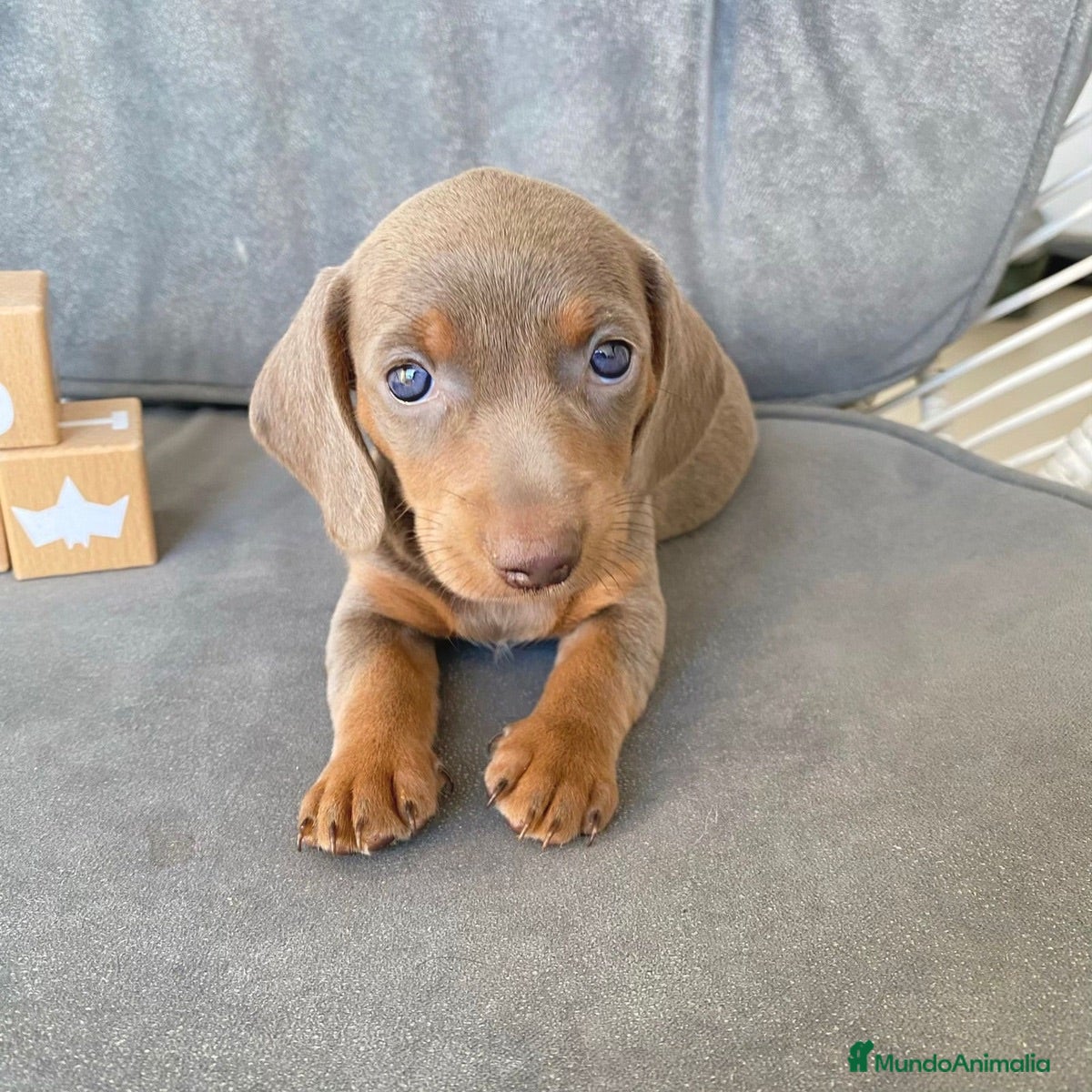 Teckel Miniatura perros CACHORROS DE TECKEL  - Anuncio 1
