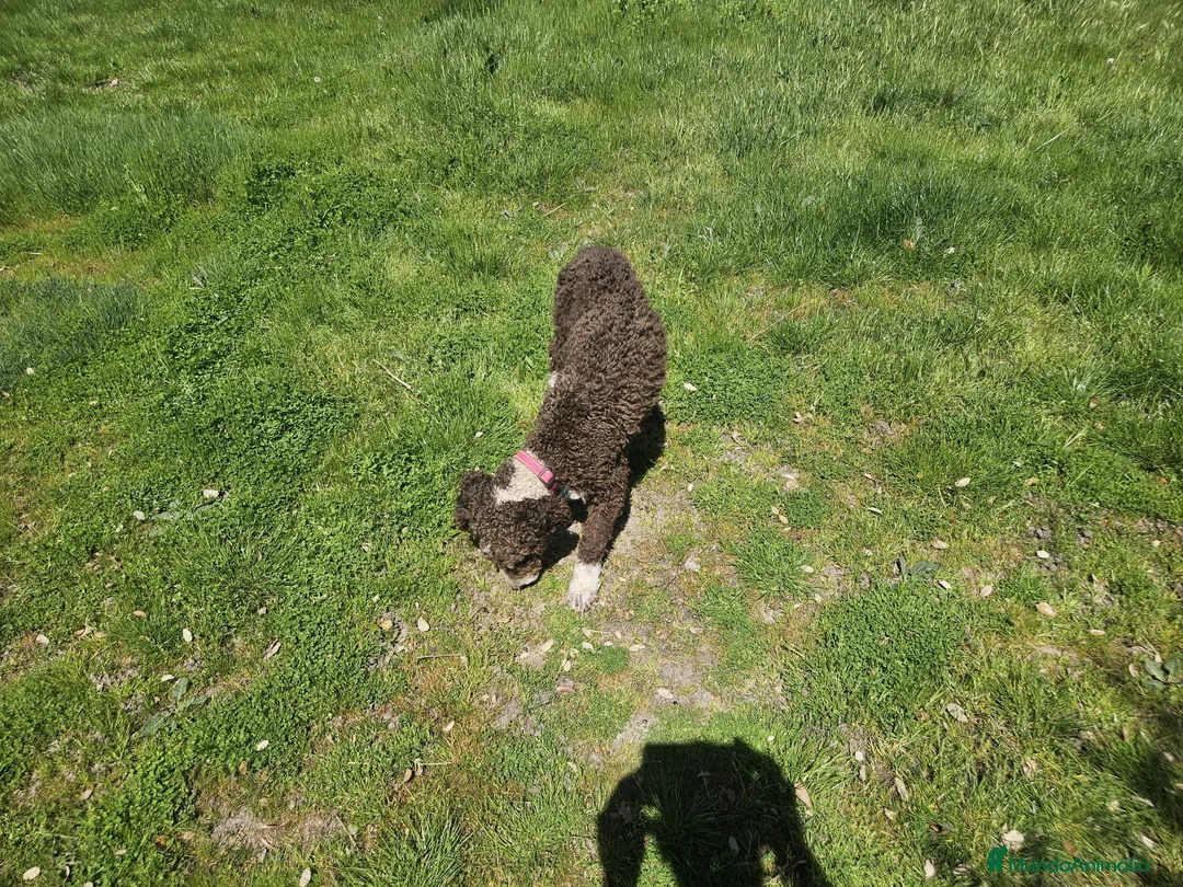 Perro de Agua Español perros en venta: Perro de aguas 8 meses - Anuncio 1