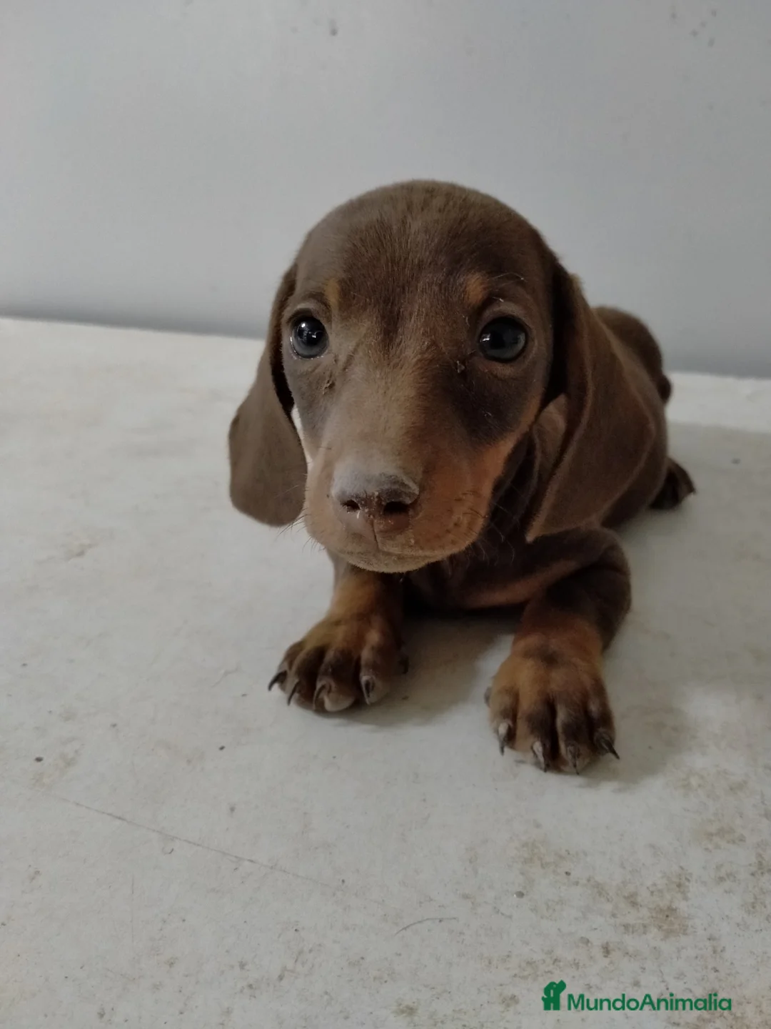 Teckel Miniatura perros en venta: Teckel rojos - Anuncio 1
