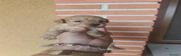 Caniche Toy perros en venta: Caniches PraoToro APRICOT 🧡 en Ávila - Anuncio 11
