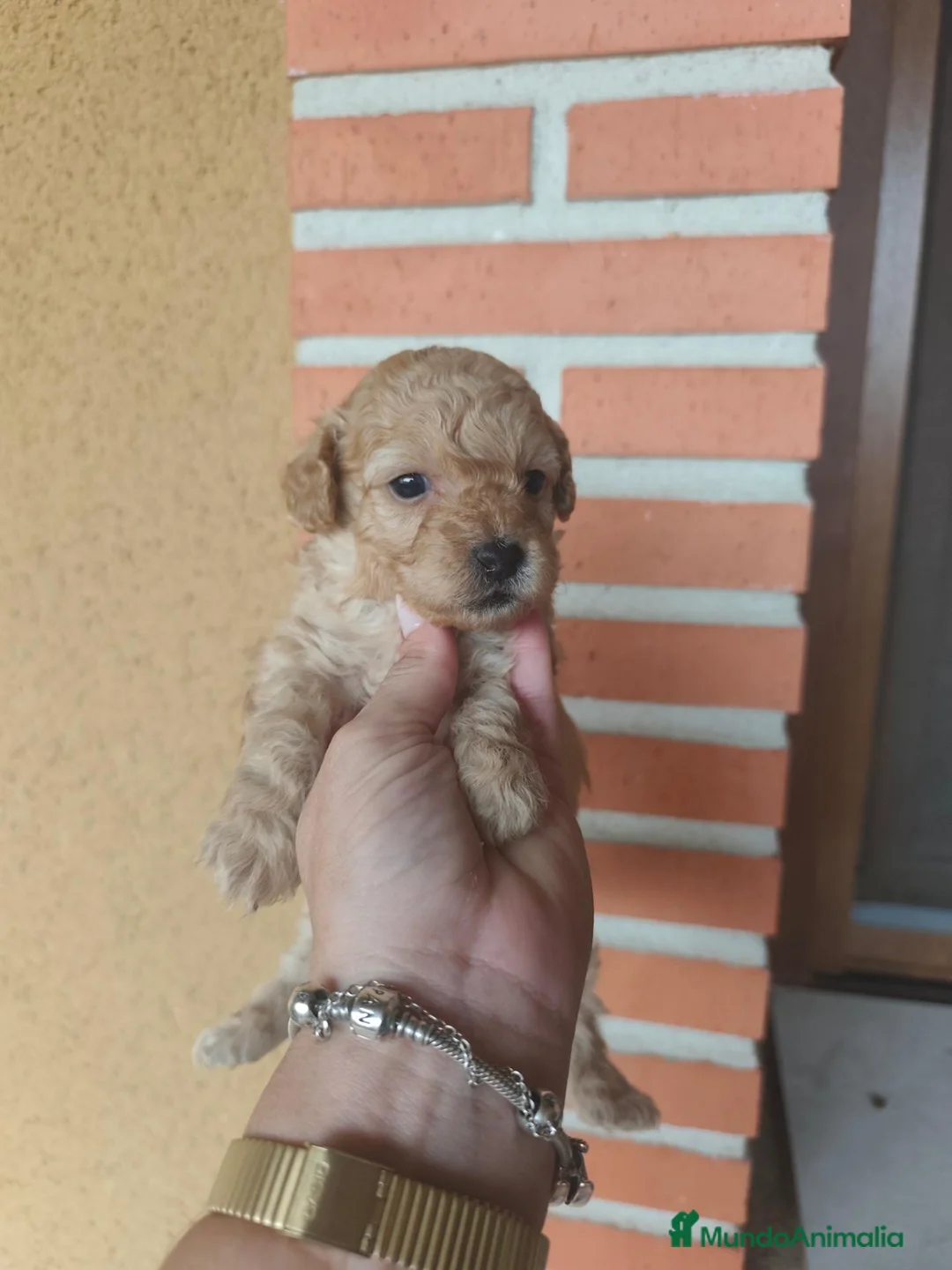 Caniche Toy perros en venta: Caniches PraoToro APRICOT 🧡 en Ávila - Anuncio 11
