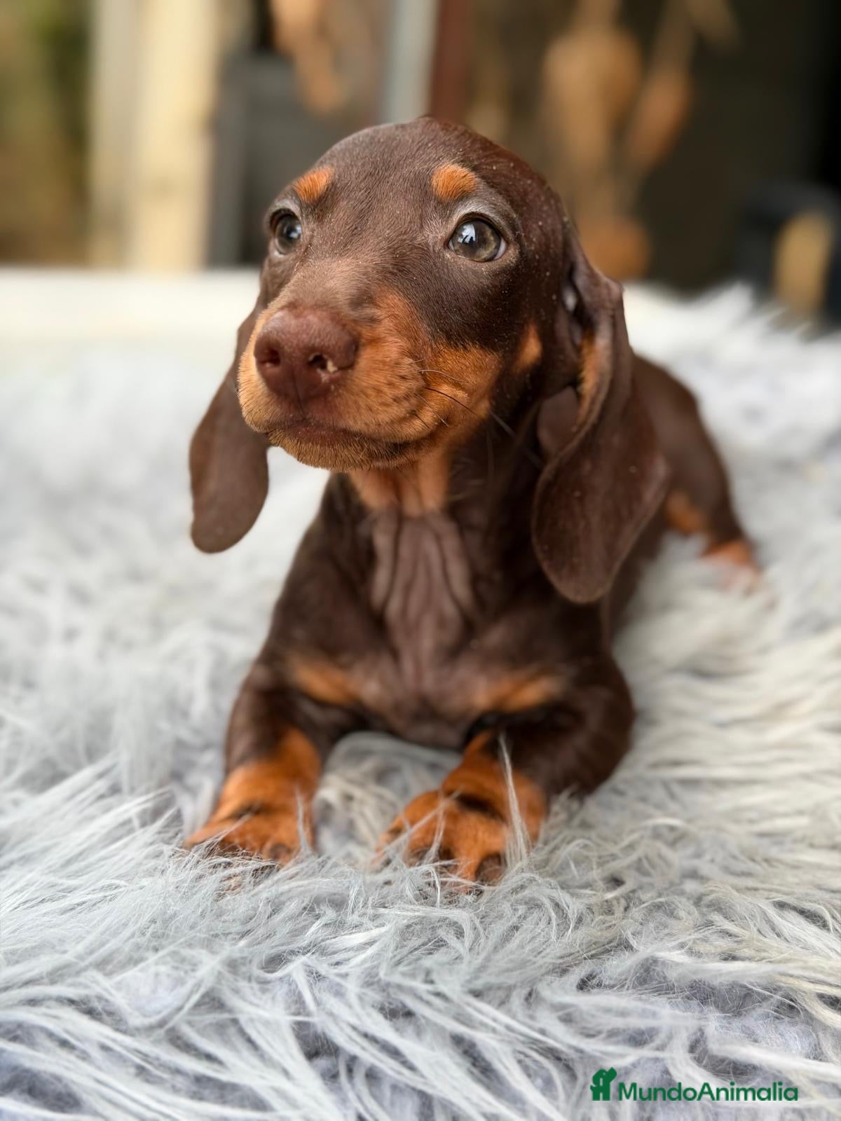 Teckel Miniatura perros Teckel chocolates disponibles💙🐾 - Anuncio 11