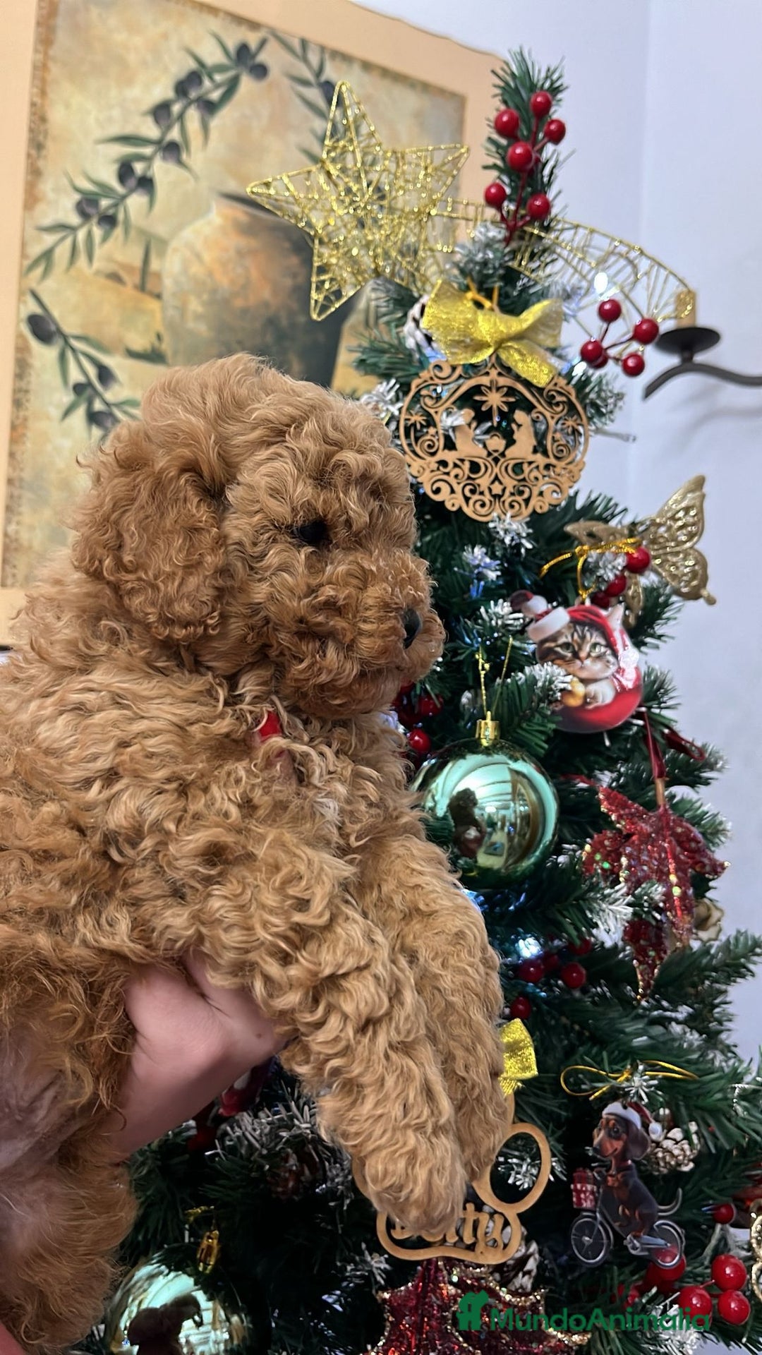 Caniche Toy perros en venta: Caniche toy  - Anuncio 3