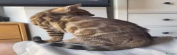 Bengalí gatos en venta: Gata Bengalí – Alta Genética y Crianza Premium - Anuncio 10