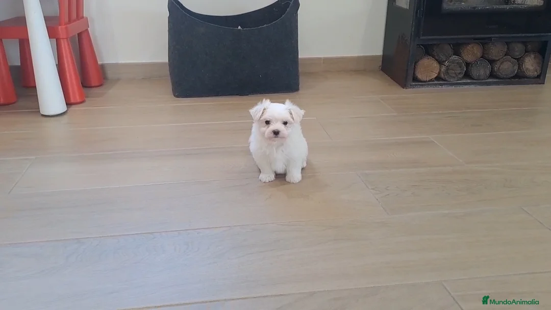 Bichón Maltés perros en venta: Cachorrita de Bichon Maltes  - Anuncio 2