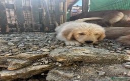 Goldendoodle perros en venta: Goldendoodle  - Imagen 5