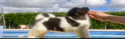 Akita Inu perros en venta: Akita inu  - Anuncio 2