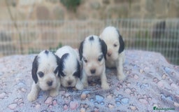 Cocker Spaniel Americano perros en venta: Cocker americano particolor - Imagen 2