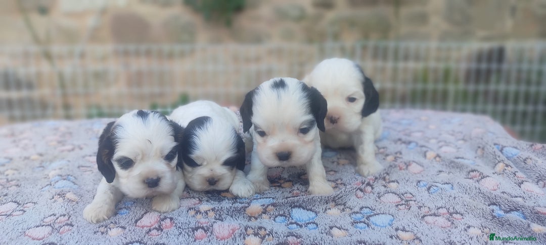 Cocker Spaniel Americano perros en venta: Cocker americano particolor - Imagen 2