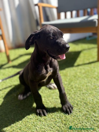 Dogo Alemán perros - Anuncio 2