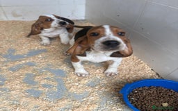 Basset Hound perros en venta: Último BASSET HOUND  - Anuncio 12
