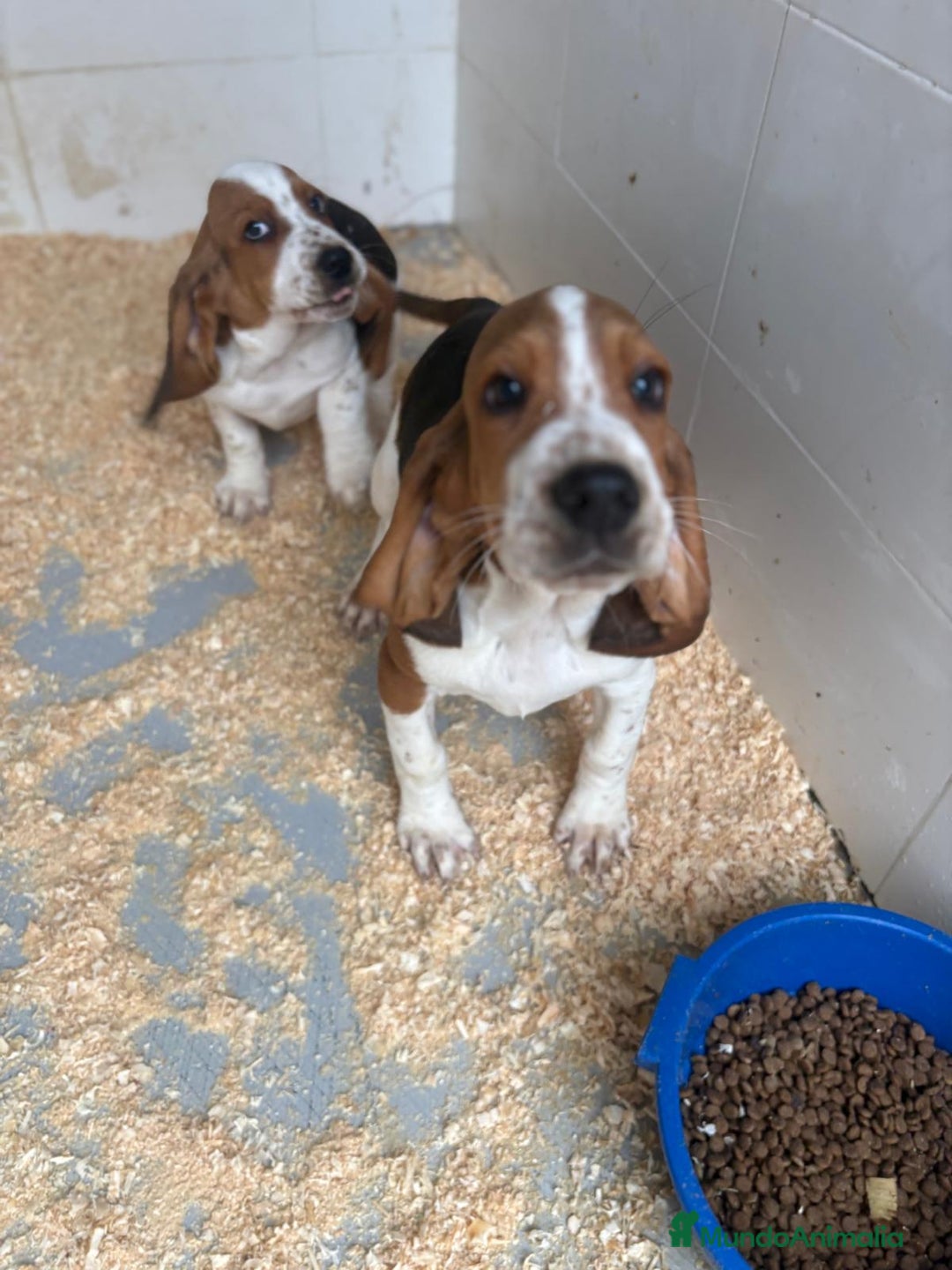 Basset Hound perros en venta: Último BASSET HOUND  - Anuncio 12