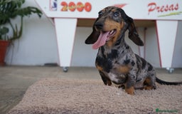 Teckel Miniatura perros en venta: 🐾 Gregorio y Bongo – Teckel especiales 🐾 - Imagen 2
