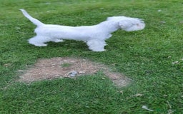 Schnauzer Miniatura perros en venta: Schnauzer Miniatura macho 5 meses - Imagen 2