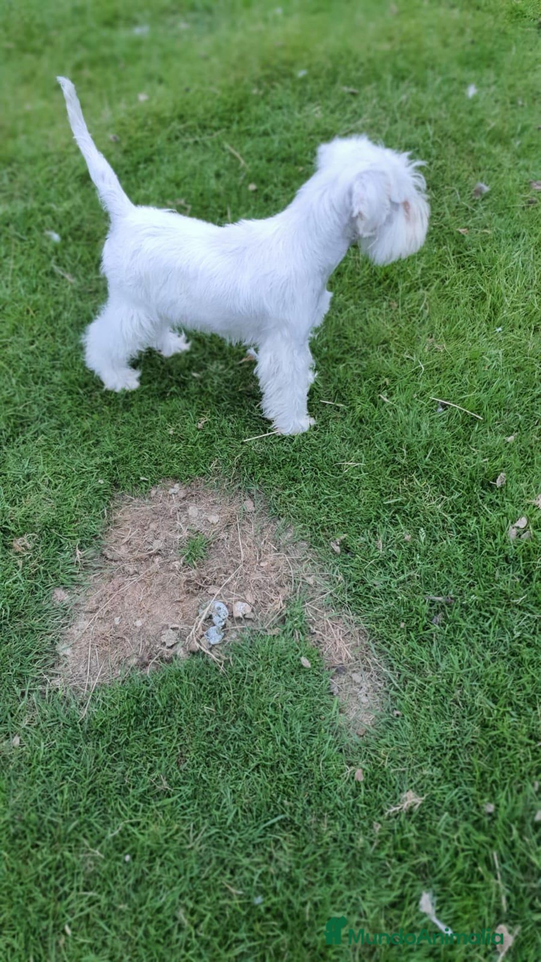 Schnauzer Miniatura perros en venta: Schnauzer Miniatura macho 5 meses - Imagen 2