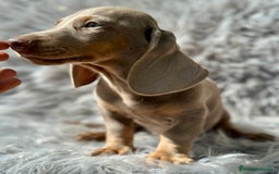 Teckel Miniatura perros en venta: TECKEL MINIATURA CAMADA DISPONIBLE - Imagen 2