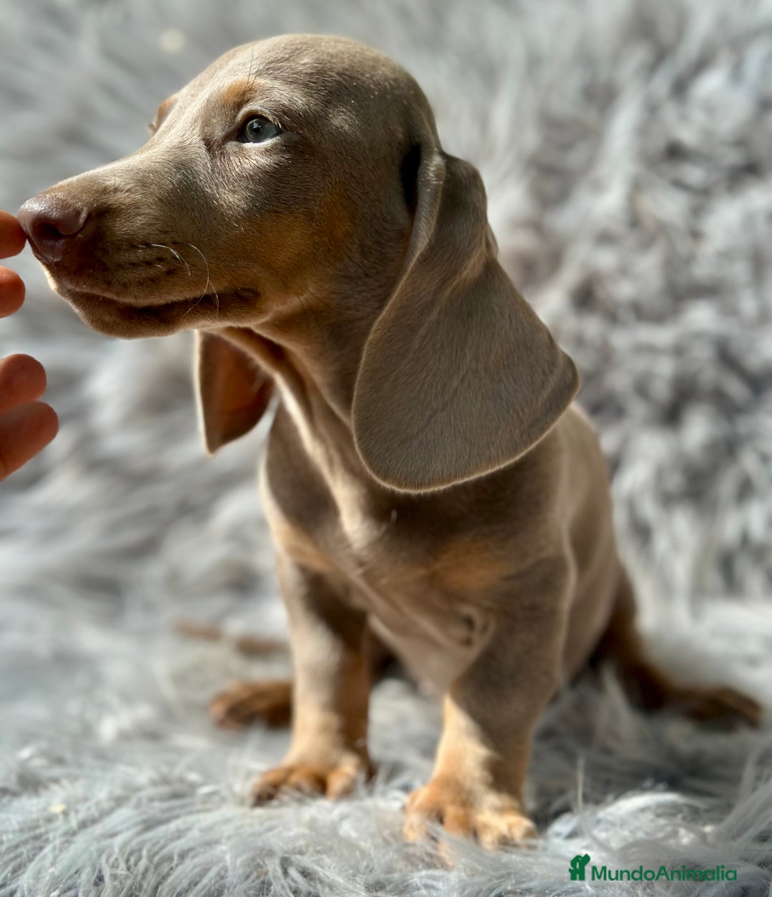 Teckel Miniatura perros en venta: TECKEL MINIATURA CAMADA DISPONIBLE - Imagen 2