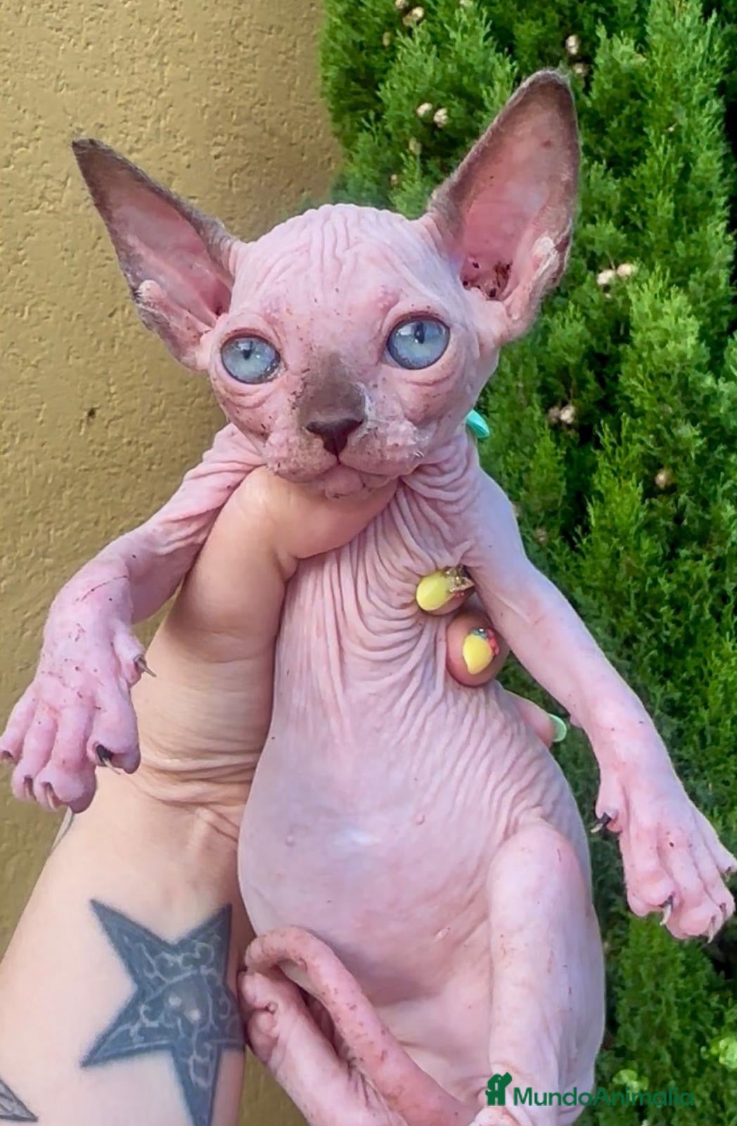 Sphynx gatos Preciosos gatitos sphynx  - Anuncio 1
