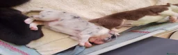Pastor Australiano perros en venta: Preciosa camada de Pastor Australiano  - Anuncio 4