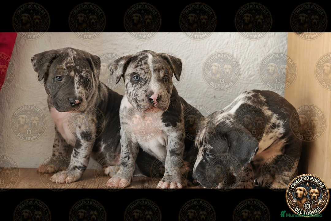 American Bully perros en venta: Bully XL  - Anuncio 1