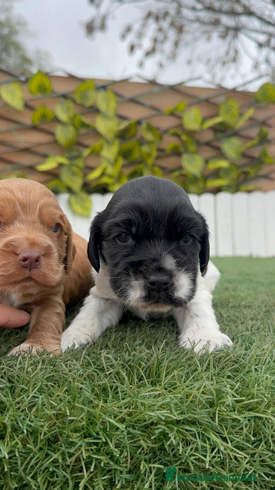 Cocker Spaniel Inglés perros en venta: COCKER SPANIEL INGLES - Anuncio 13