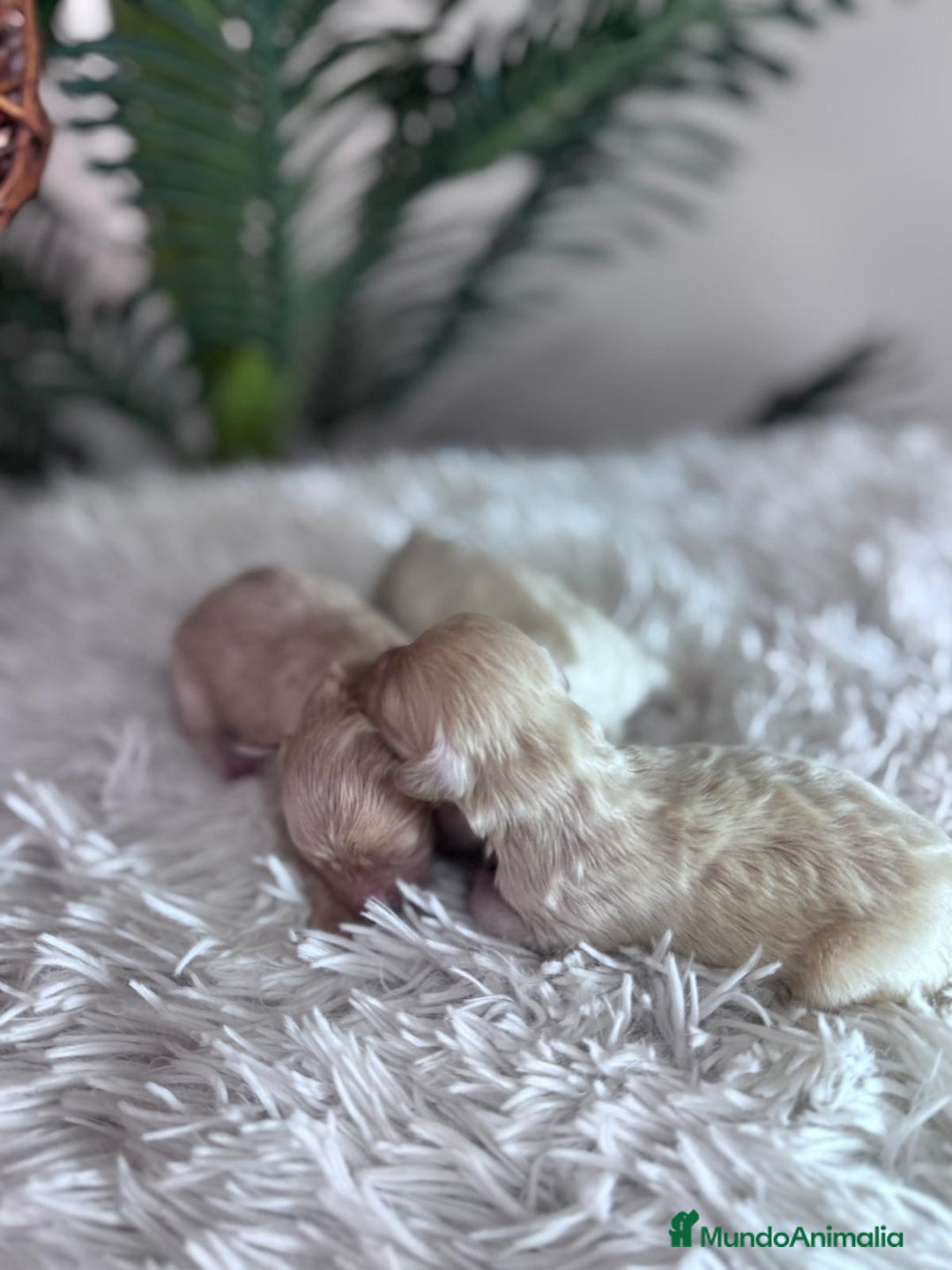 Maltipoo perros en venta: MALTIPOO - Anuncio 13